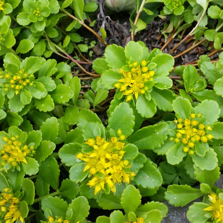 Plant image Sedum Spurium 'Green Mantle'