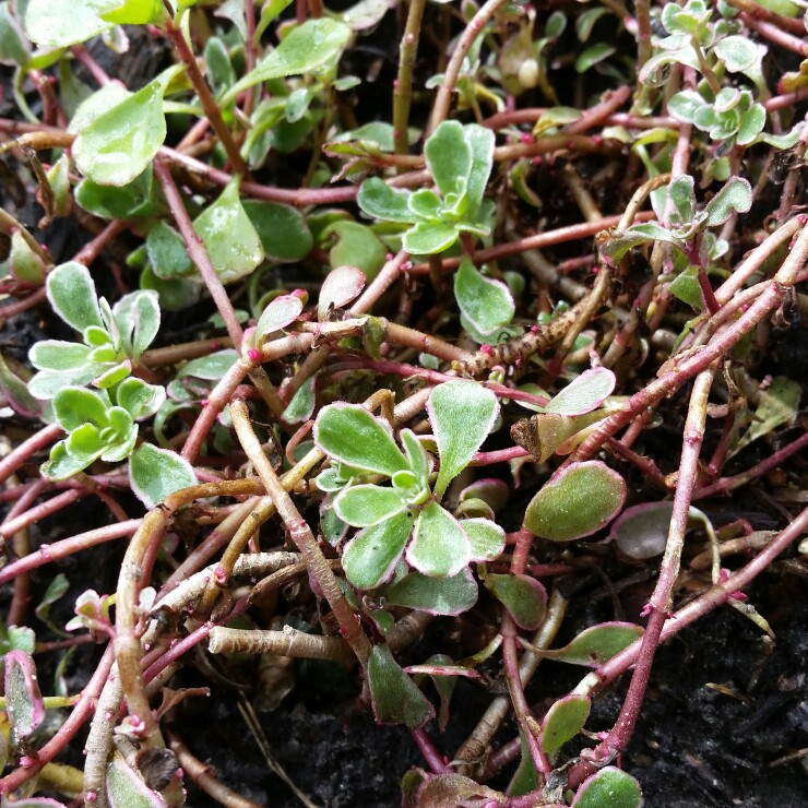 Plant image Sedum Spurium 'Green Mantle'