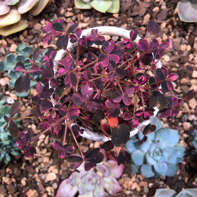 Plant image Oxalis 'Plum Crazy'