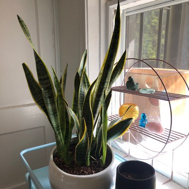 Sansevieria