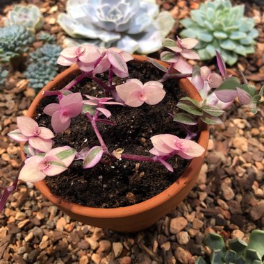 Callisia repens 'Bianca'