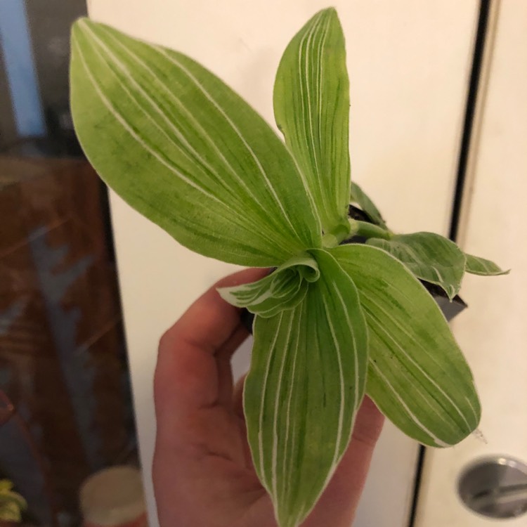 Plant image Tradescantia fluminensis 'Albovittata' syn. Tradescantia albiflora 'Albovittata'