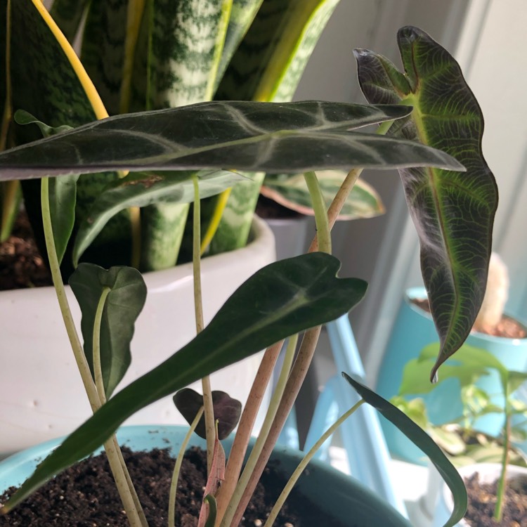 Plant image Alocasia 'Bambino Arrow' (Bambino Series)