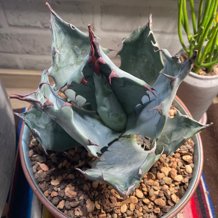 Plant image Agave Colorata