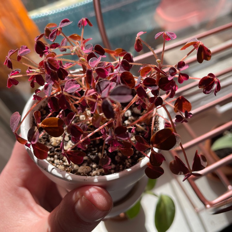 Plant image Oxalis 'Plum Crazy'