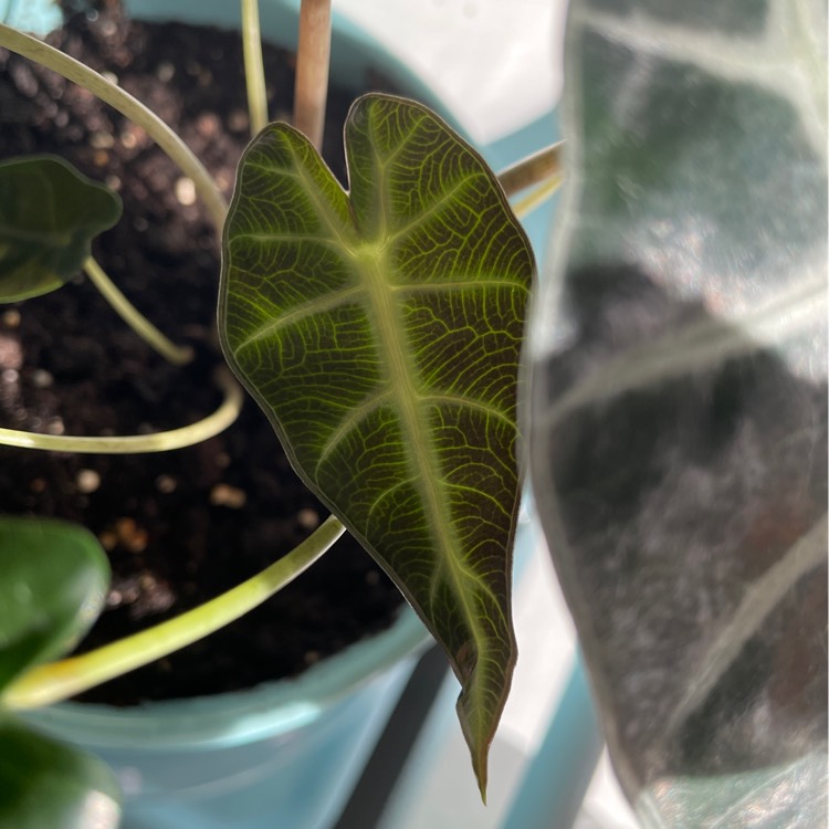 Plant image Alocasia 'Bambino Arrow' (Bambino Series)