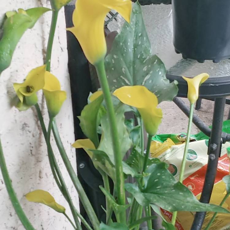 Plant image Zantedeschia 'Sun Club'