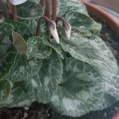 Cyclamen