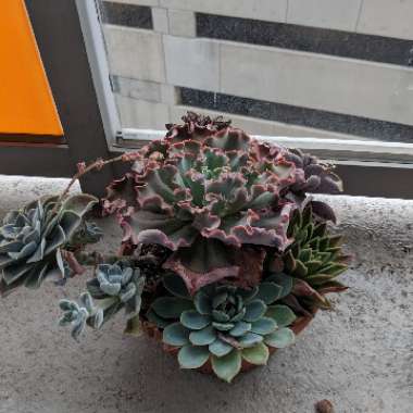 Echeveria