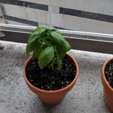 Basil 'Napoletano'