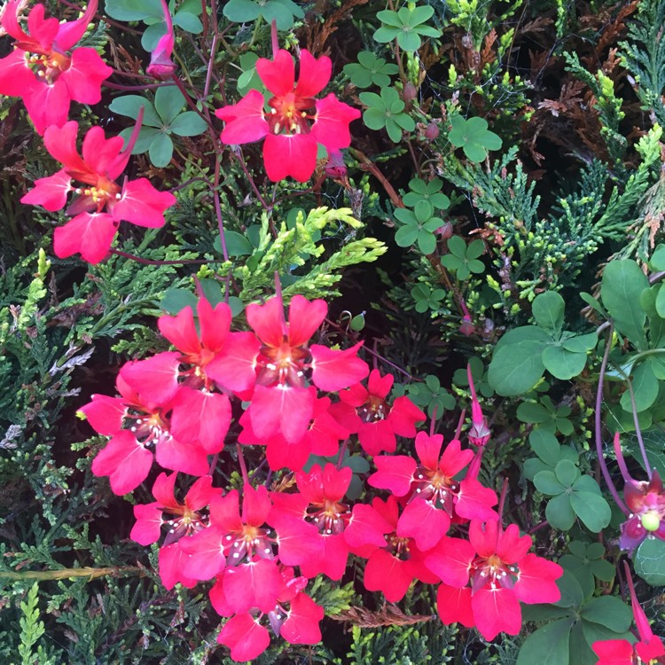 Plant image Tropaeolum speciosum