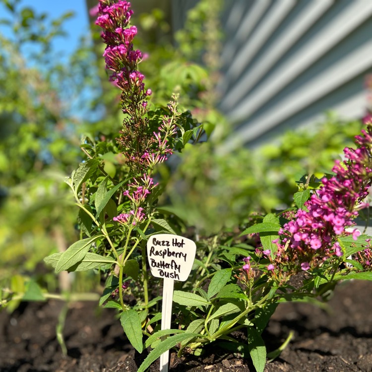 Plant image Buddleja davidii 'Tobudsopin' (Buzz Series) syn. Buddleja davidii 'Buzz Candy Pink', Buddleja davidii 'Buzz Soft Pink'