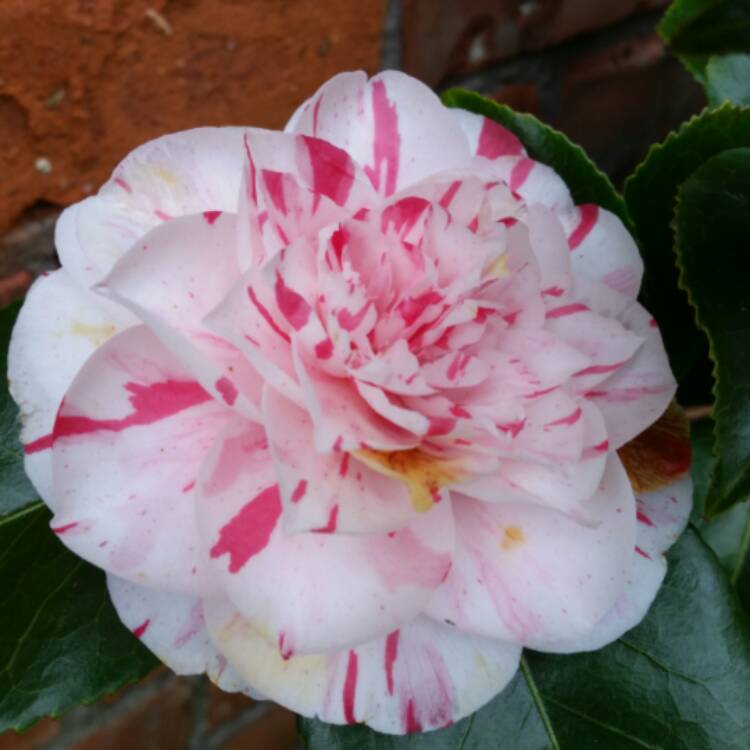 Plant image Camellia japonica 'William Bartlett'