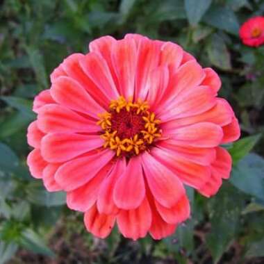 Zinnia