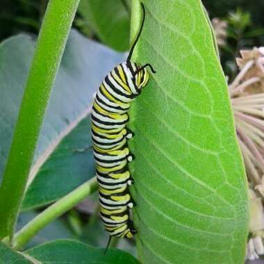 Common Milkweed