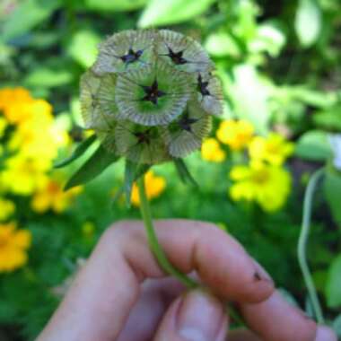 Star Scabious Sternkugel