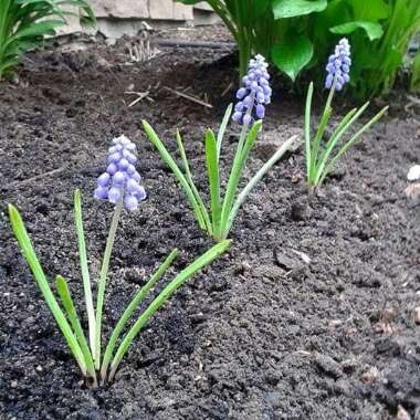 Grape Hyacinth (Species) Armenian Grape Hyacinth