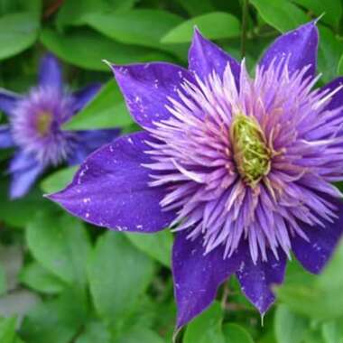 Clematis Multi Blue