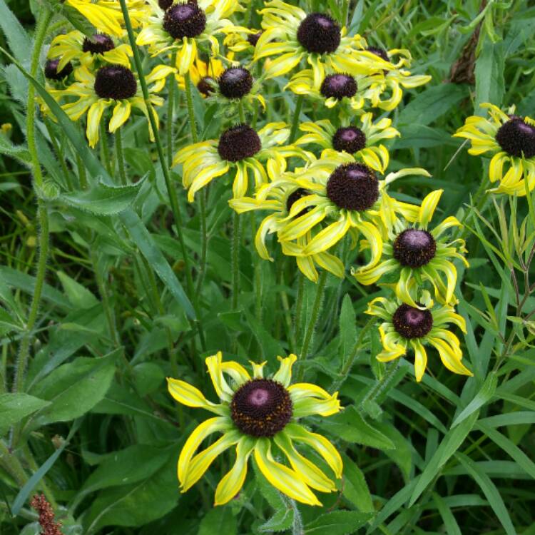 Plant image Rudbeckia hirta 'Autumn Shades'