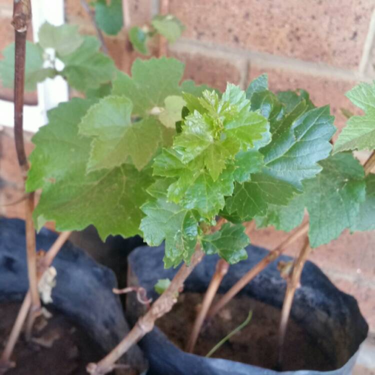 Plant image Vitis Labrusca x Vitis Vinifera 'Catawba'