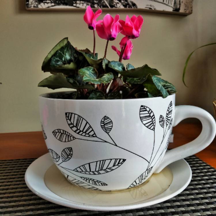 Plant image Cyclamen 'Halios Fantasia Deep Rose' (Halios Series)