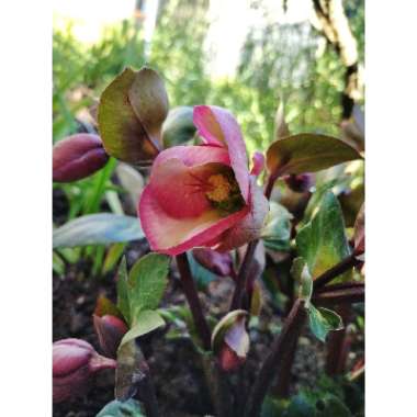 Helleborus 'Abcrd02' (Frostkiss Series) syn. Helleborus (Rodney Davey Marbled Group) 'Anna's Red'