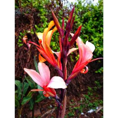 Canna indica syn. Canna discolor, Canna indica 'Edulis', Canna lanuginosa, Canna limbata, Canna 'Limbata'