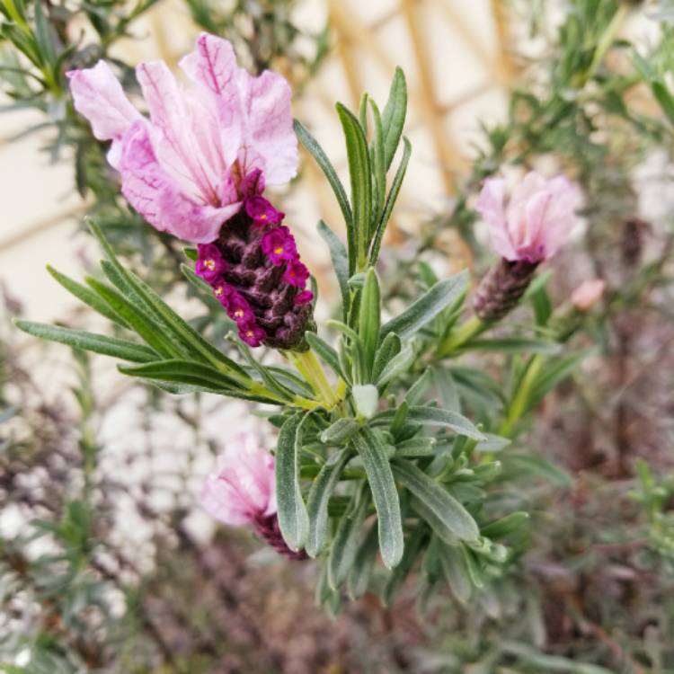 Plant image Lavandula stoechas 'Labz0006' (Javelin Forte Series) syn. Lavandula stoechas 'Javelin Forte Deep Rose'