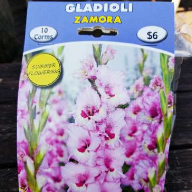 Gladiolus