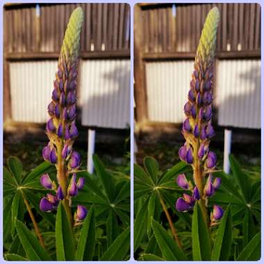 Lupinus