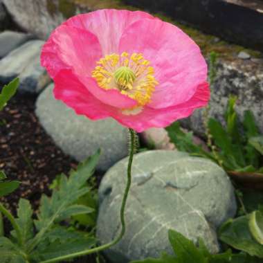 Papaver