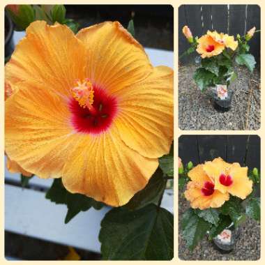 Hibiscus rosa-sinensis 'Adonicus Pearl'