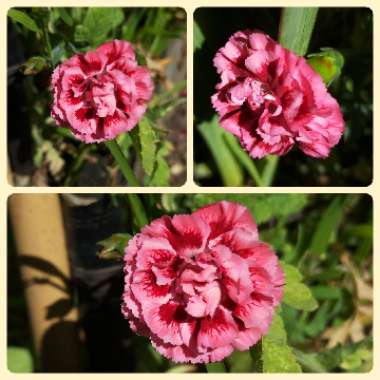 Dianthus 'Sugar Plum'