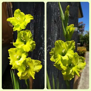 Gladiolus 'Green Star'