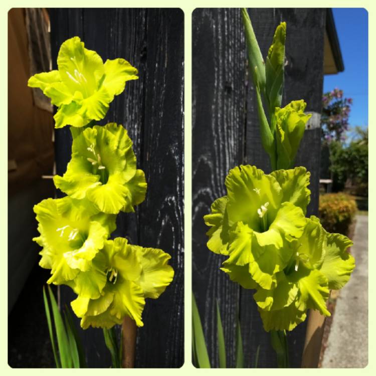 Plant image Gladiolus 'Green Star'