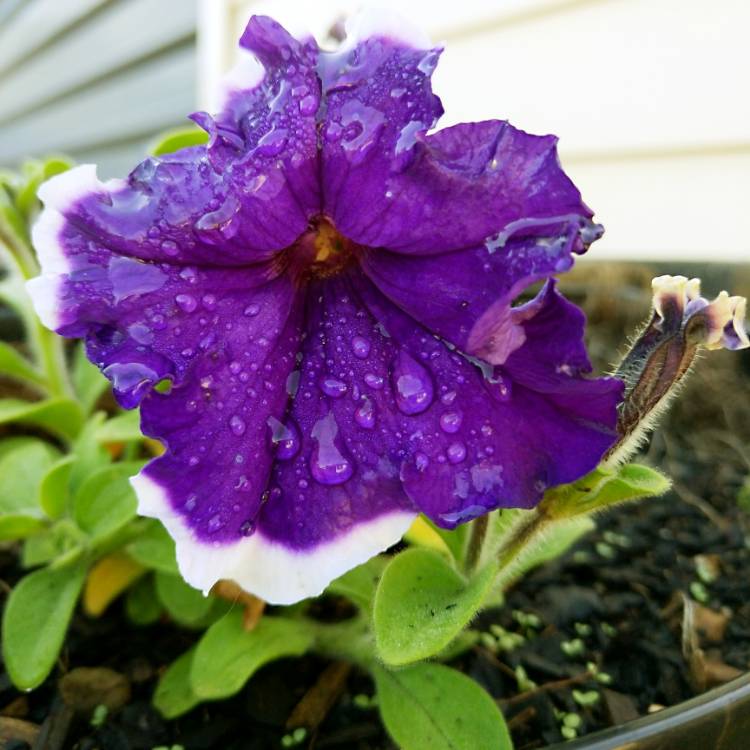 Plant image Petunia multiflora 'Purple Halo'