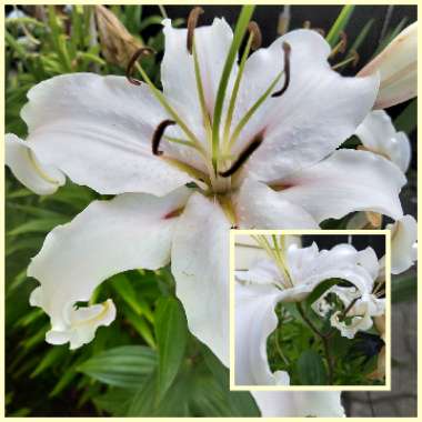 Lilium (Oriental)