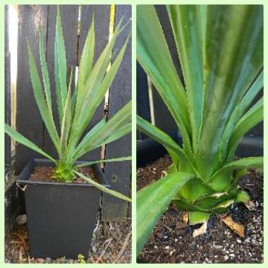 Agave