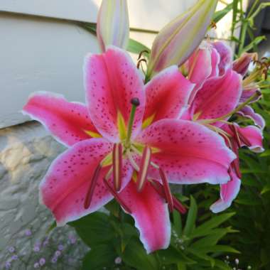 Lilium 'Starlight Express'