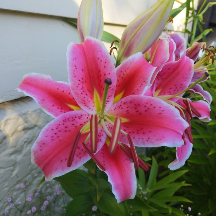 Plant image Lilium 'Starlight Express'