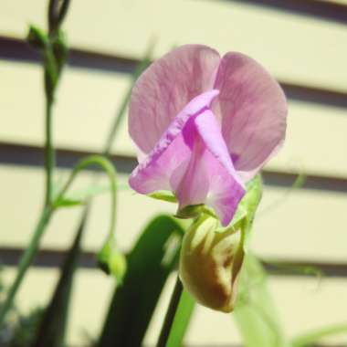 Lathyrus odoratus