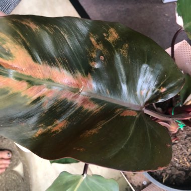 Philodendron 'Pink Princess'