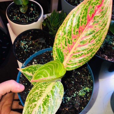 Aglaonema