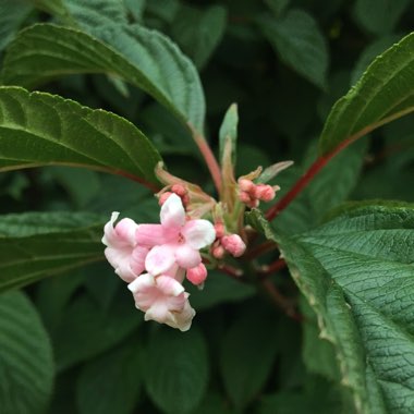 Viburnum x bodnantense