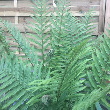 Ostrich fern