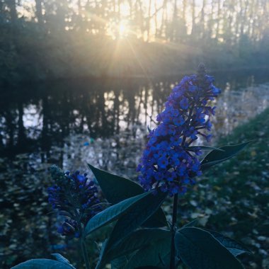 Butterfly Bush 'Black Knight'