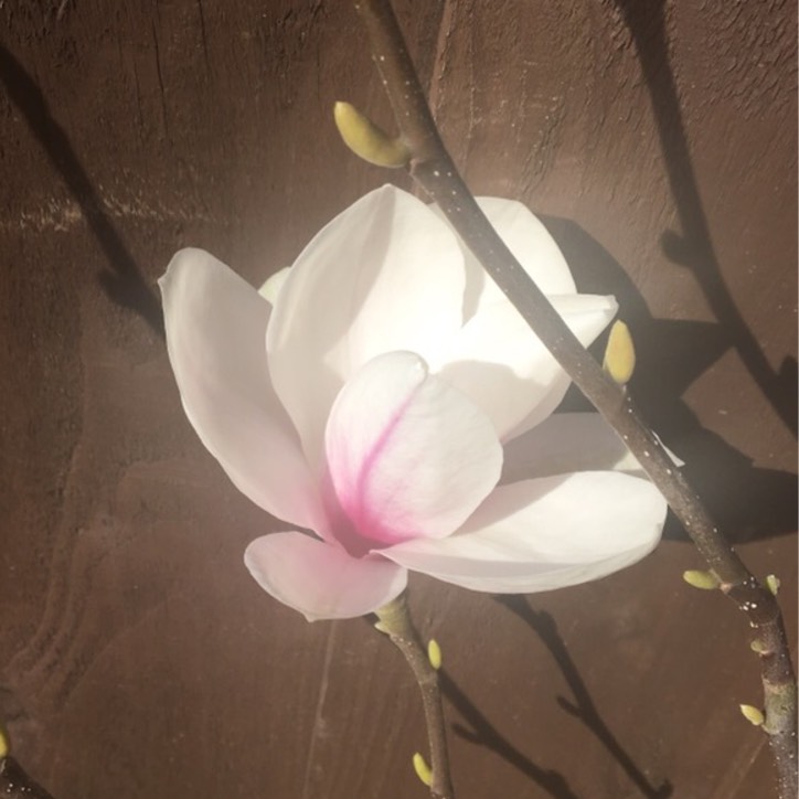 Plant image Magnolia 'Heaven Scent'