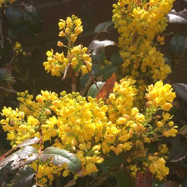 Mahonia