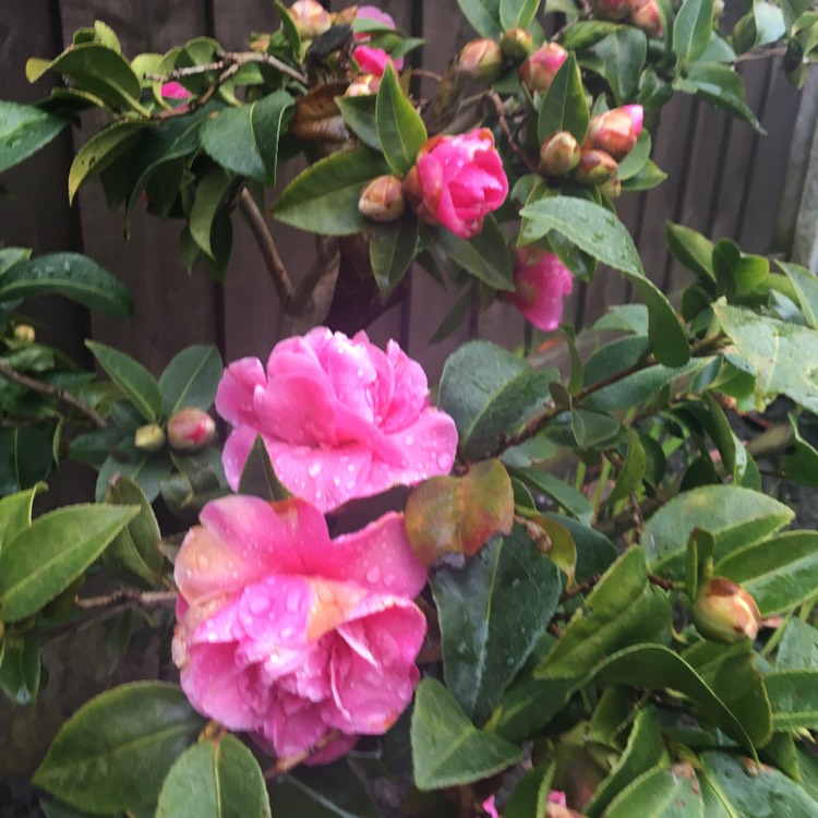 Plant image Camellia williamsii