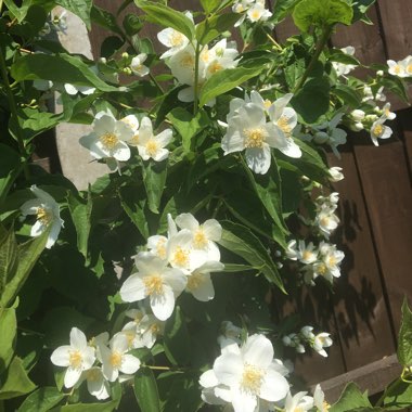 Philadelphus 'Virginal'